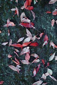 High angle view of red leaves on plant