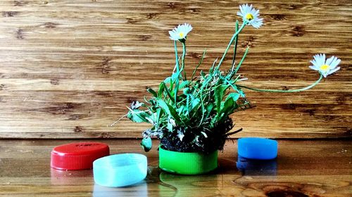 Close-up of potted plant on table