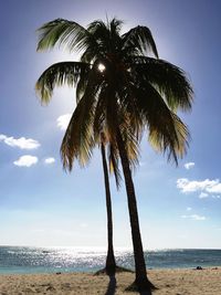 Palm trees on beach