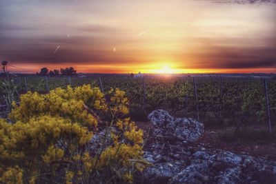 Scenic view of landscape against sky during sunset