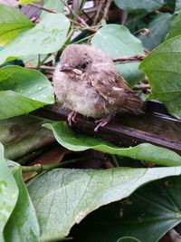 Close-up of bird perching on plant