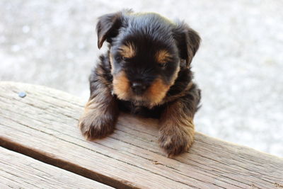 Close-up portrait of puppy