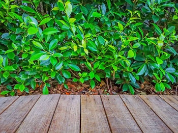 High angle view of plants growing on field