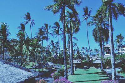 Palm trees against blue sky