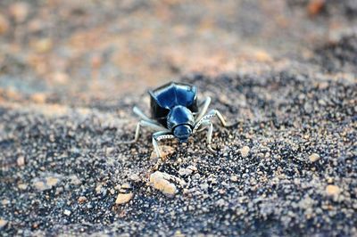 Close-up of crab on beach