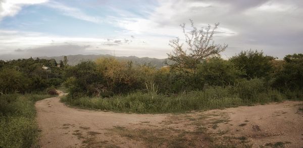 Dirt road amidst trees and plants against sky