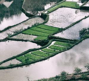 High angle view of agricultural field by lake