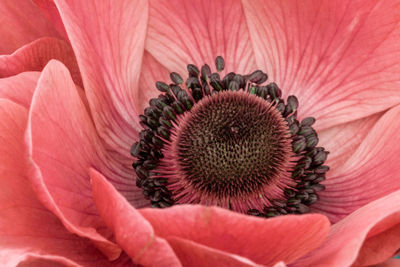 Close-up of pink flower