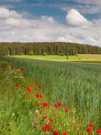 Scenic view of flowering plants on land against sky