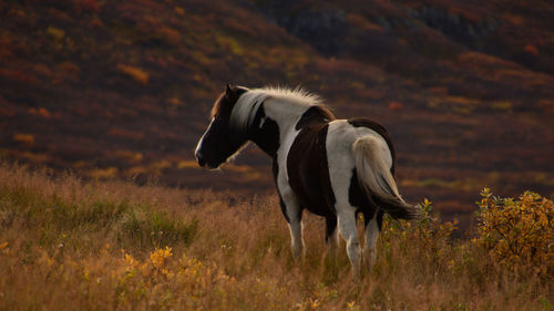 View of horse on field