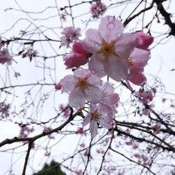 Low angle view of cherry blossoms in spring