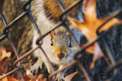 Portrait of squirrel seen through chainlink fence