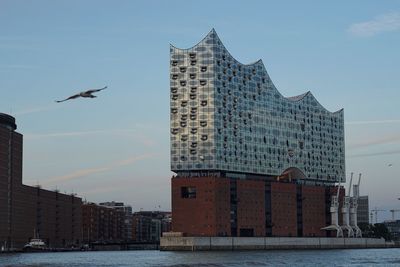 Low angle view of birds flying over city against sky