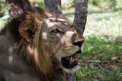 A male lion resting in the heat of the day in tanzania