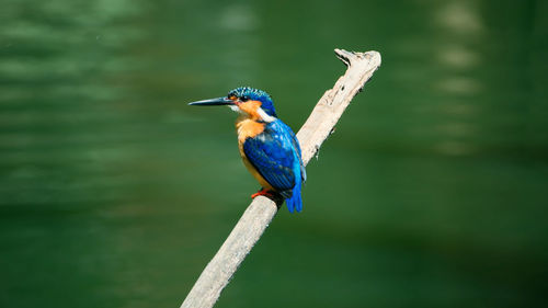 Kingfisher perching on branch against river