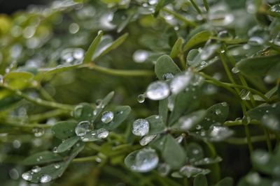 Close-up of wet plant leaves during rainy season