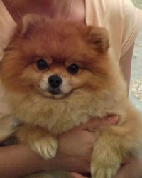 Close-up portrait of dog