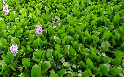 Close-up of purple flowering plants