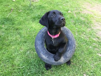 High angle view of dog sitting on field