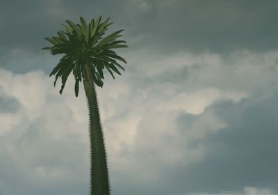 Low angle view of palm tree against sky