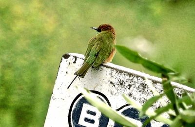 Bird perching on leaf