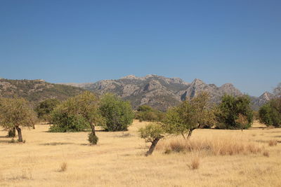 Scenic view of landscape against clear sky