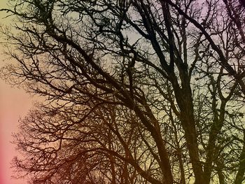 Low angle view of bare trees against sky