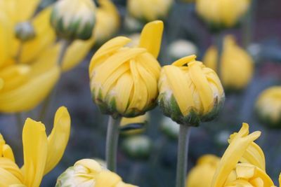 Close-up of yellow flowers