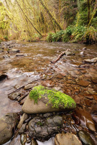 Moss growing on stream in forest