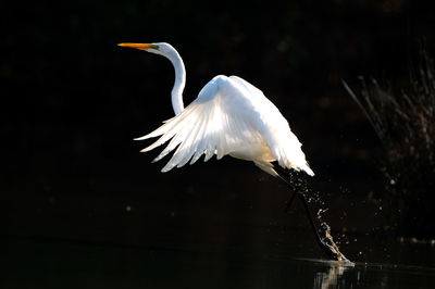 Bird flying over lake