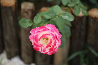 Close-up of pink rose