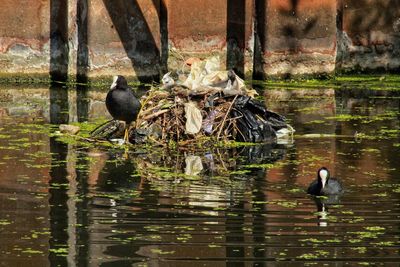 Birds in a lake