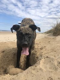 Portrait of dog on beach