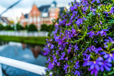 Close-up of purple flowering plants