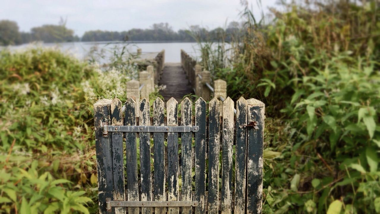 plant, grass, built structure, wood - material, growth, nature, tree, day, architecture, selective focus, building exterior, focus on foreground, tranquility, outdoors, abandoned, field, old, no people, green color, water