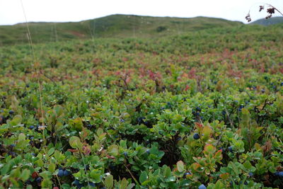 Plants growing on field