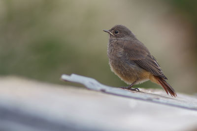 Close-up of bird perching