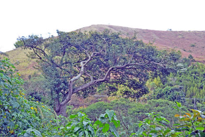 Plants growing on land against sky