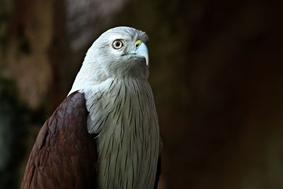 Close-up of bird