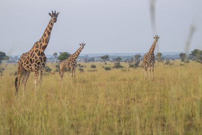 Giraffes on field against sky