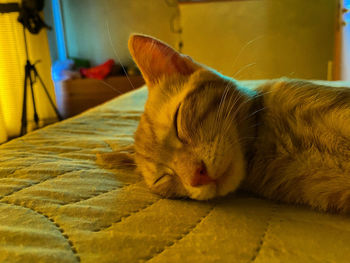 Close-up of cat sleeping at home
