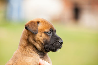 Close-up of dog