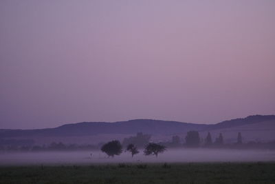 Trees on field against sky during foggy weather