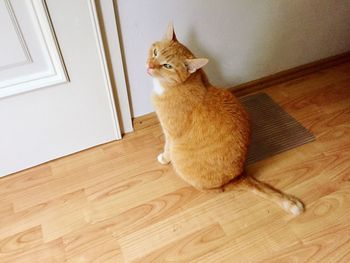 Cat sitting on hardwood floor