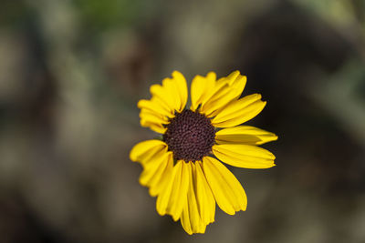 Close-up of yellow flowering plant