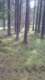 Trees growing in forest