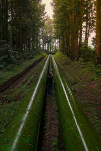 Footpath amidst trees in forest