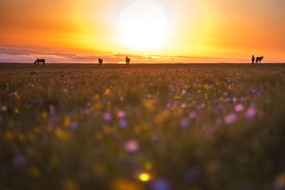 Scenic view of grassy field against sky during sunset