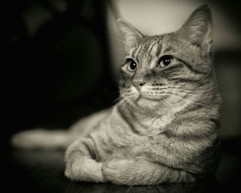 Close-up of a cat looking away