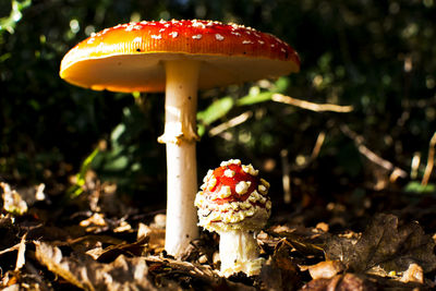 Close-up of mushrooms growing in forest